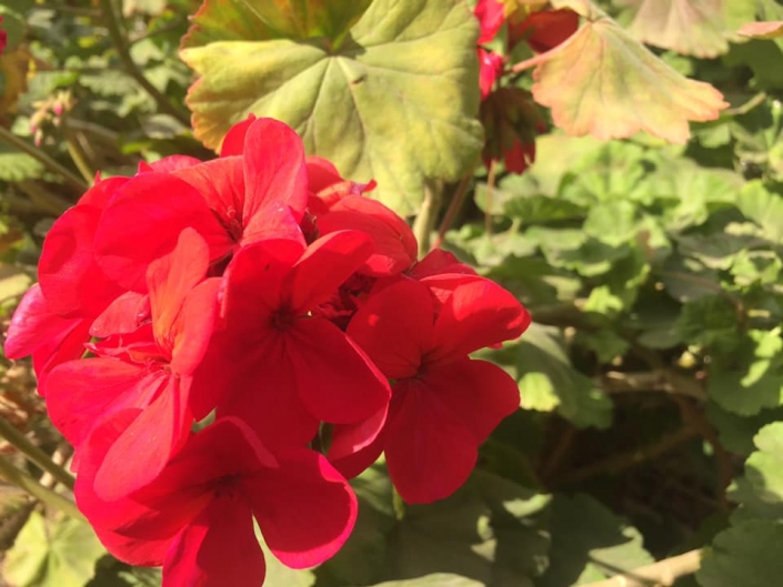 La flor en invierno