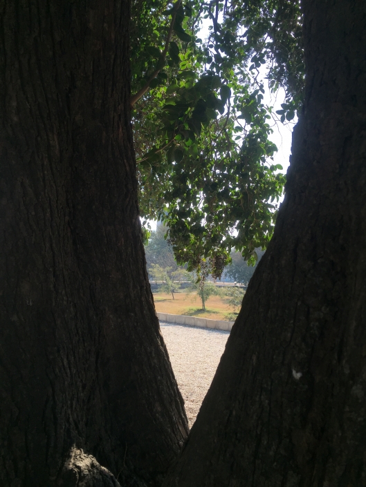 Árbol amigo.